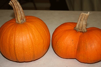 My-first-pumpkins