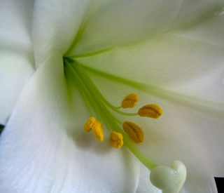 Easter lily