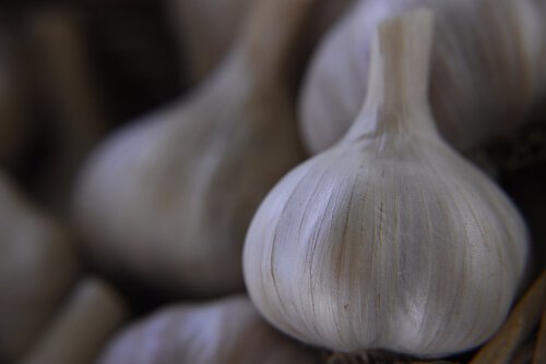 closeup garlic bulb