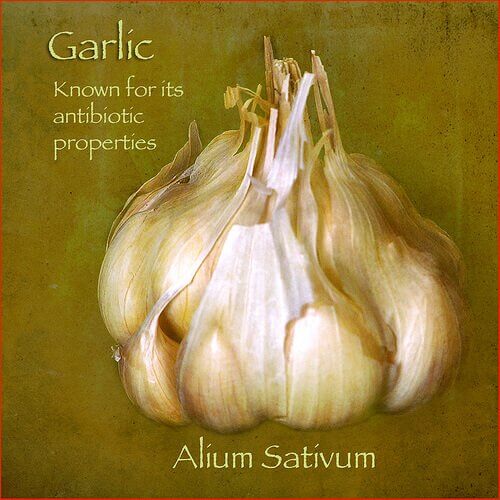 garlic poster