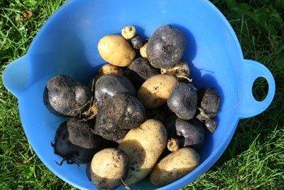 bowl-of-garden-potatoes-on-lawn