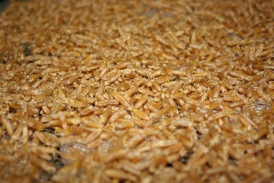 dried-sprouted-grain