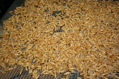 sprouted-grain-ready-to-dry