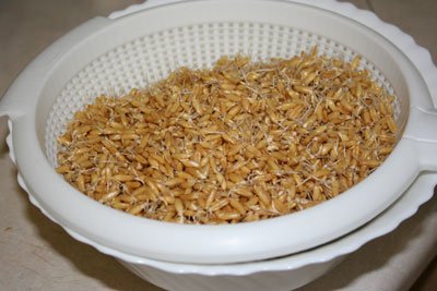 sprouting-grain-in-colander