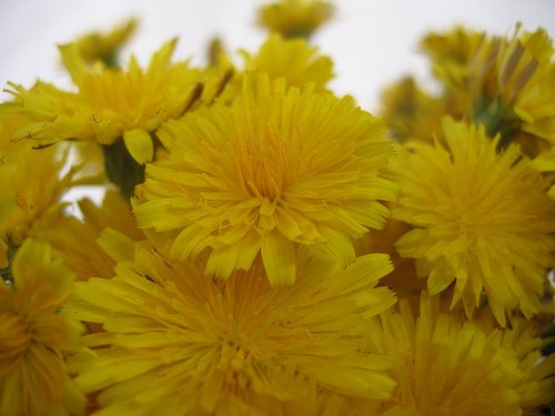 dandelions in vase