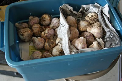 garlic in bin for garage