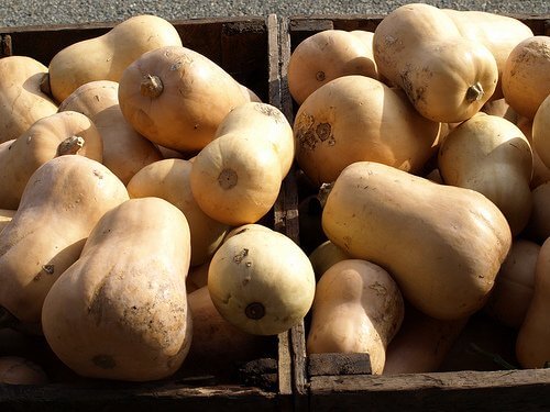 lots of butternut squash