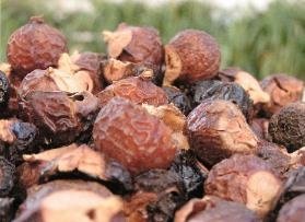 soap nuts