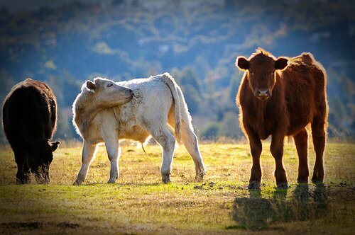 cows being cows