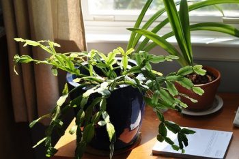 At Simple Organic: Using Houseplants to Reduce Toxins and Grow Fresh Air