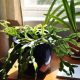 At Simple Organic: Using Houseplants to Reduce Toxins and Grow Fresh Air