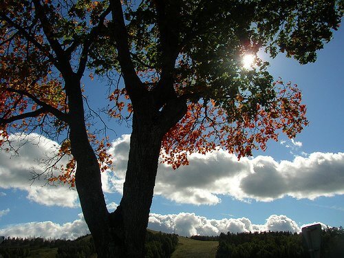 tree against blue sky and clouds