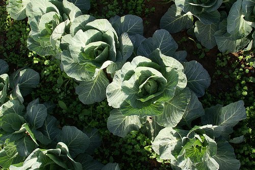 cabbage in garden