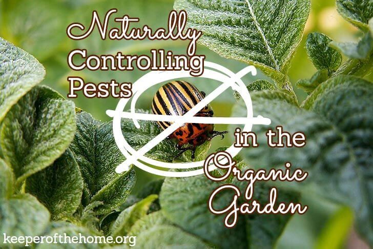 Naturally Controlling Pests in the Organic Garden