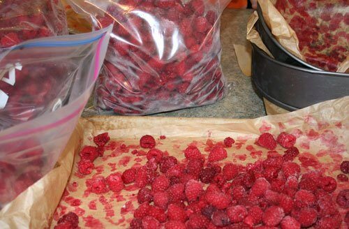 Preserving Summer’s Bounty: Freezing Raspberries and Strawberries