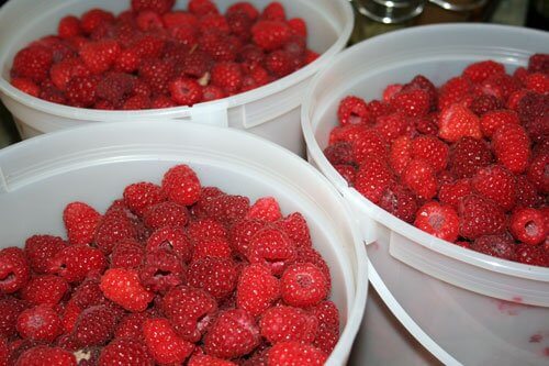 raspberries in buckets