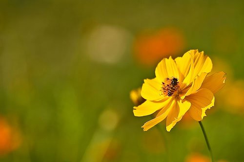 Beekeeping 101: Let’s Get it Started