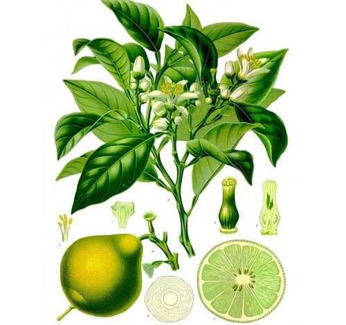 bergamot herb image 1