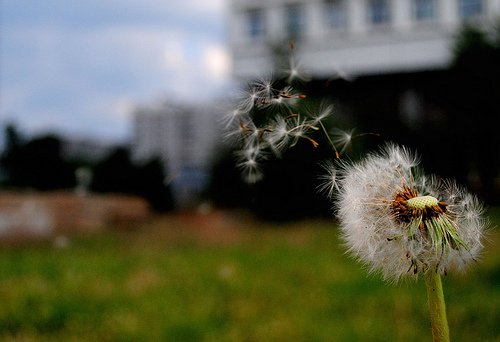 dandelion blowing