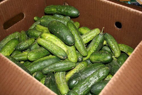 big box picling cucumbers