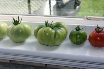 Green Tomatoes, Mincemeat and Ingenuity: Why I'm Grateful for the Women Who Have Gone Before Me