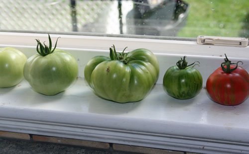 green tomatoes on ledge 2