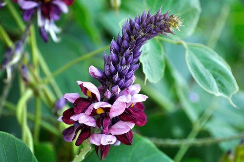 Using Kudzu to Fight a Cold (A Simple Remedy for Children)