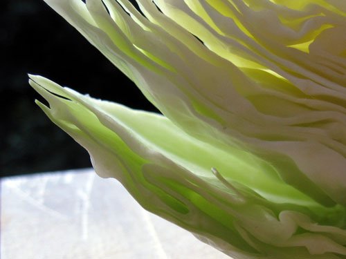 cabbage leaves