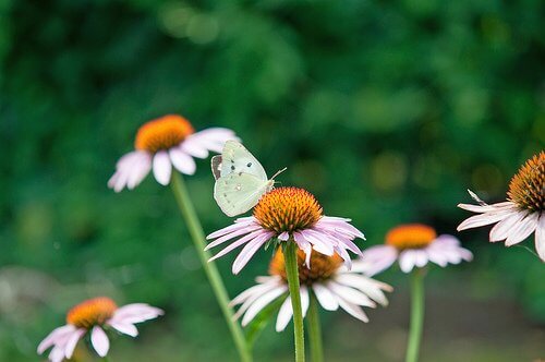 echinacea flowers