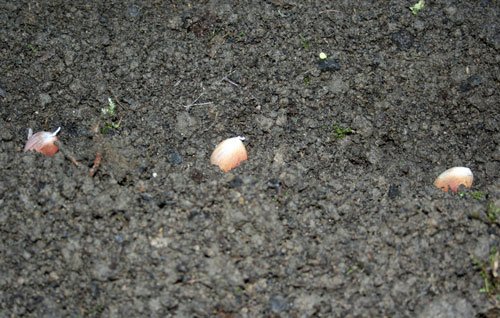 closeup garlic cloves planted in dirty