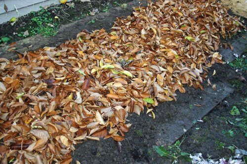 garlic covered in leaves