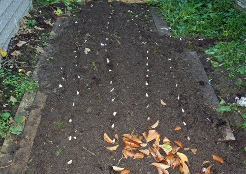 garlic planted in rows