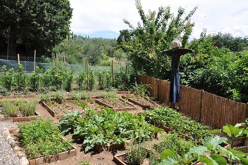 7 Gardening Lessons from a Novice Gardener