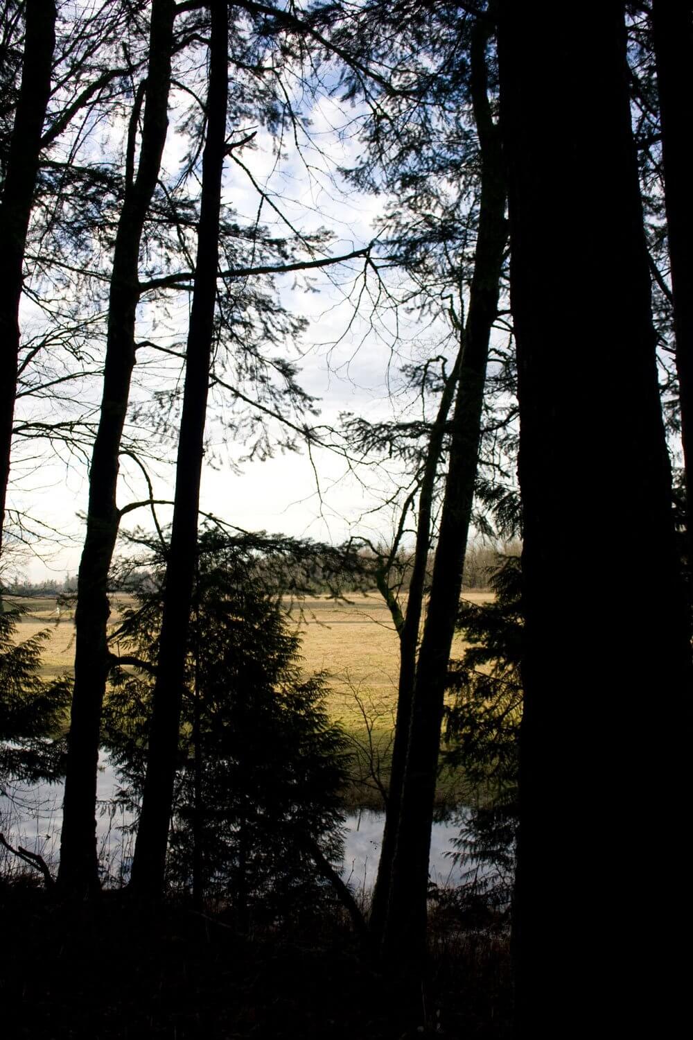 meadow through the trees