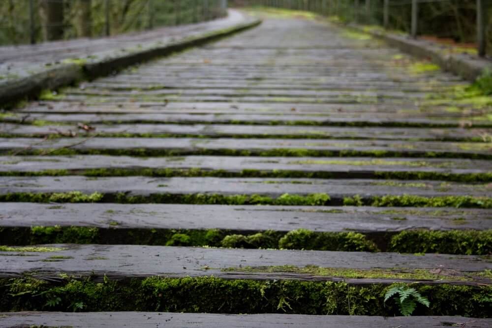 mossy train bridge