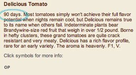 90 day tomato