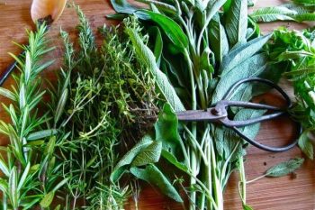 Gardening with Herbs 101: Where to Begin 1