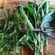 Gardening with Herbs 101: Where to Begin 1