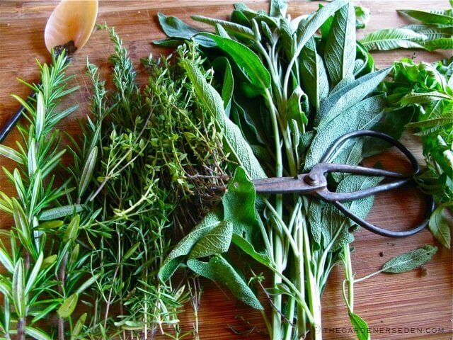 Summer Time Herb Harvest Rosemary Thyme Sage and Mint from the Potager ⓒ Michaela at TGE