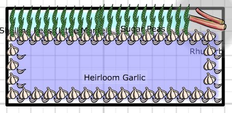 garlic and peas and rhubarb growveg