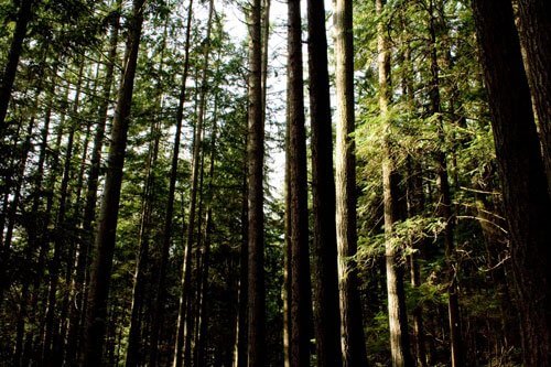 lynn canon forest cluster of trees