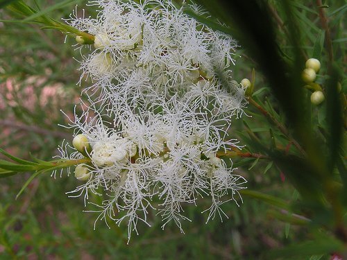 melaleuca alternifolia