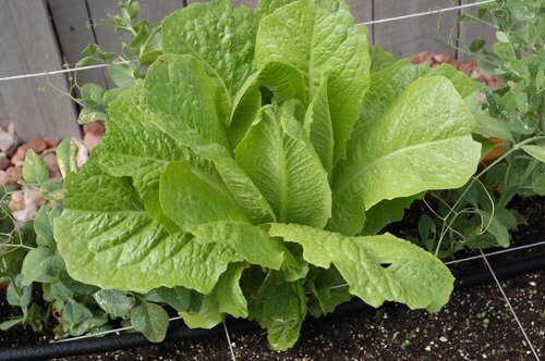 romaine small