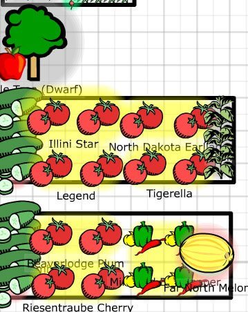 tomato garden boxes growveg