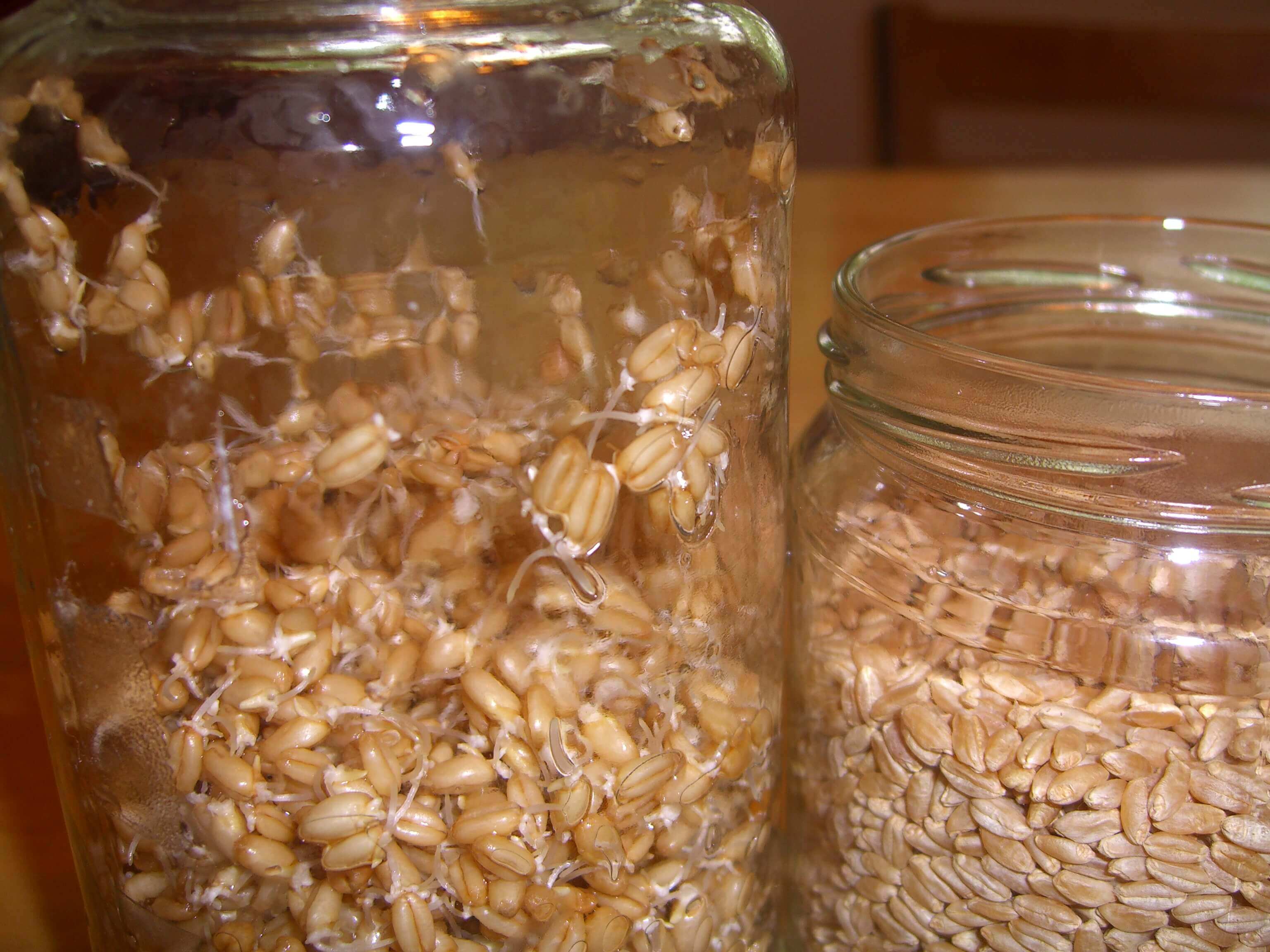 Wheat Berry Roots Emerge