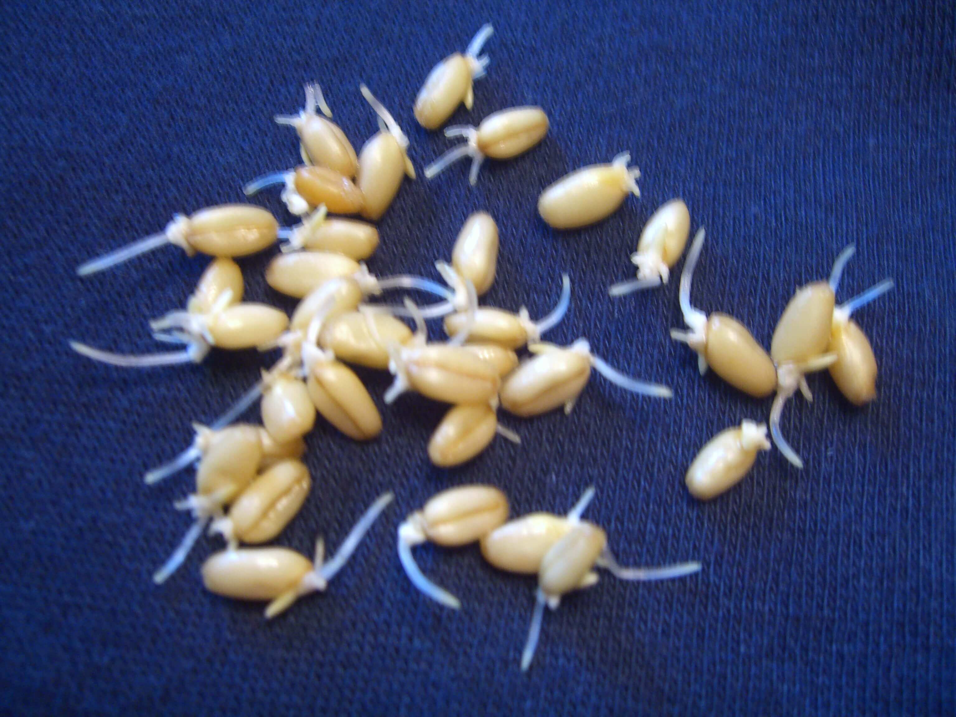 Getting Started Sprouting Wheat Berries