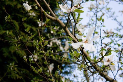 white magnolia blossom on tree