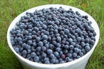 5 Ways to Use Blueberries this Season 1