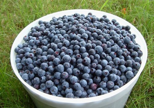 5 Ways to Use Blueberries this Season