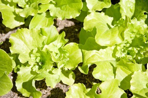 spring lettuce
